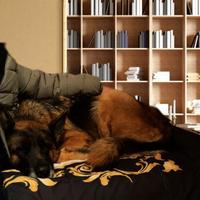 Pastore femmina 4 anni roma sud