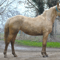 Puledra incoricio quarter palomina