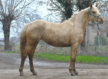 Puledra incoricio quarter palomina