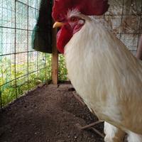 Galli domestici da riproduzione