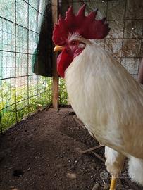 Galli domestici da riproduzione