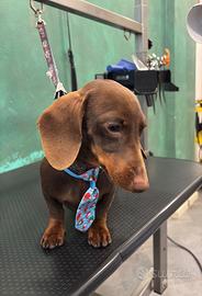 Gin, disponibile per monta