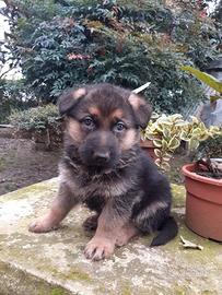 Cuccioli di pastore tedesco belli