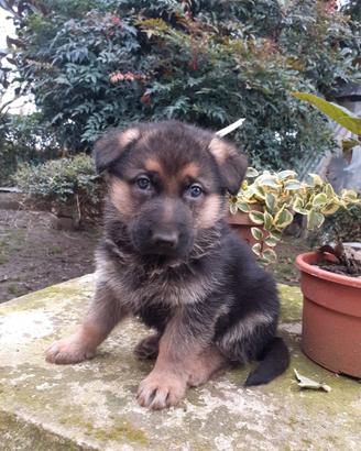 Cuccioli di pastore tedesco belli