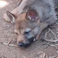 Cuccioli lupo cecoslovacco