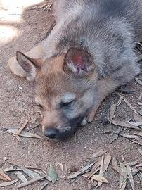 Cuccioli lupo cecoslovacco