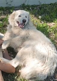 Pastore maremmano abruzzese