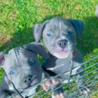 Amstaff
