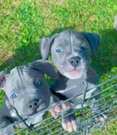 Amstaff