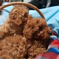 Cuccioli barboncino toy red