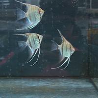 Pesci tropicali Pterophillum scalare Amazon F1