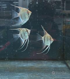 Pesci tropicali Pterophillum scalare Amazon F1