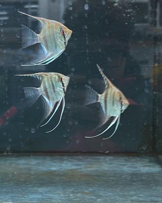 Pesci tropicali Pterophillum scalare Amazon F1