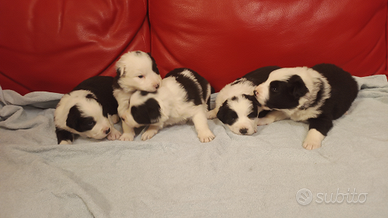 Border Collie, cuccioli