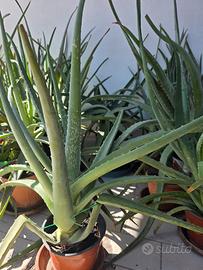 5 Piante Aloe Vera grandi 