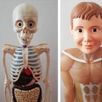 Corpo umano RBA 2024