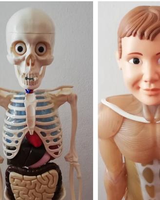 Corpo umano RBA 2024