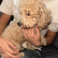 Barboncino mini toy per accoppiamento