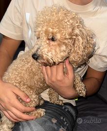 Barboncino mini toy per accoppiamento