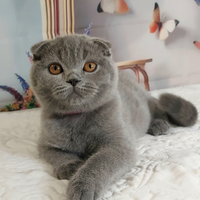 Scottish Fold