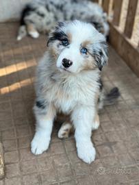 Cuccioli pastore australiano
