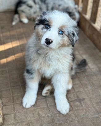 Cuccioli pastore australiano