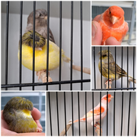 Vari canarini e ibridi cocorite