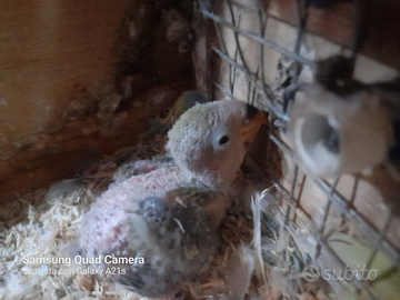 Pulli di inseparabile da imbecco