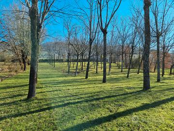 Terreno agricolo con piante di noci