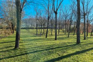Terreno agricolo con piante di noci