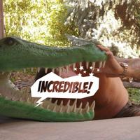 Testa di coccodrillo in vetroresina