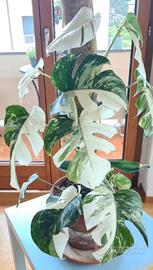 Talea monstera variegata half moon/optima genetica