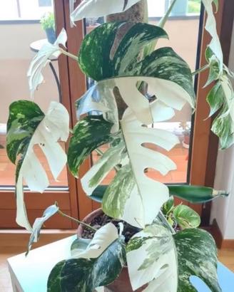Talea monstera variegata half moon/optima genetica