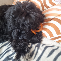 Barboncini Viareggio