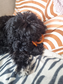 Barboncini Viareggio