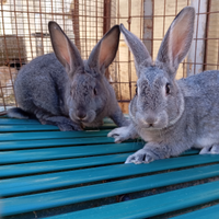 Coppia di conigli grigio di Carmagnola (giovani)