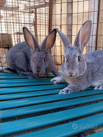 Coppia di conigli grigio di Carmagnola (giovani)