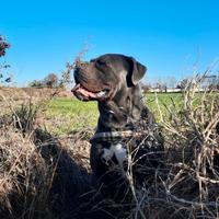 Cane corso di 4 anni - Dolce e affetuoso