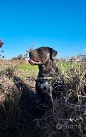 Cane corso di 4 anni - Dolce e affetuoso
