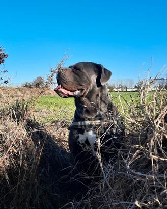 Cane corso di 4 anni - Dolce e affettuoso
