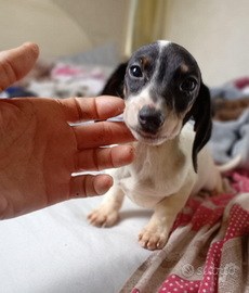 Bassottina piebald taglia piccolissima