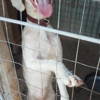 Cucciolo Lagotto romagnolo maschio 8 mesi tartufo