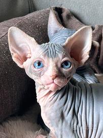 Sphynx cuccioli