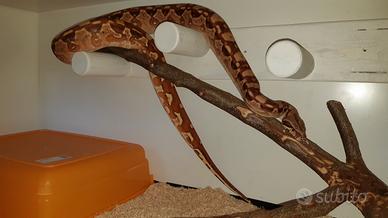 Boa constrictor imperator aztec hypo