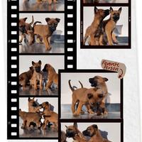 Cuccioli Pastore Belga Maliois Napoli Avellino