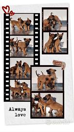 Cuccioli Pastore Belga Maliois Napoli Avellino