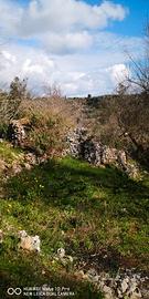 Terreno e pajara