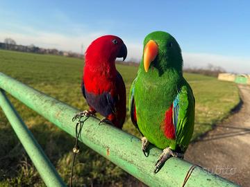 Coppia pappagalli Eclectus