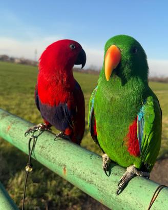 Coppia pappagalli Eclectus