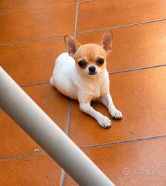 chihuahua femmina 13 mesi